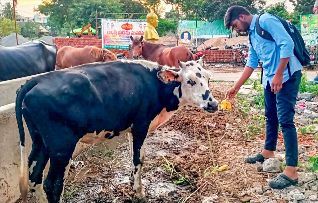 A Rotaractor feeds a cow at an animal shelter.